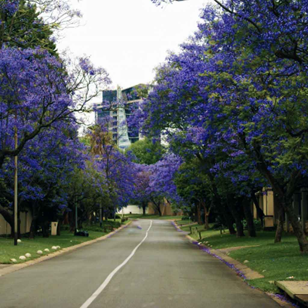 jacarandas-around-tladi-lodge-in-sandton