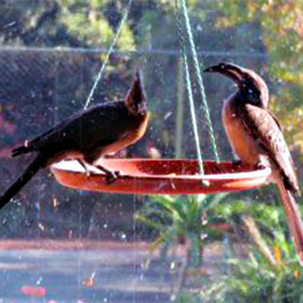 two-african-grey-hornbill-in-the-birdfeeder-at-tladi-lodge