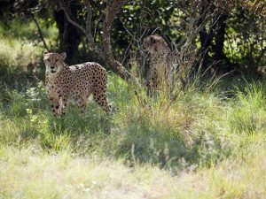 De-Wildt-Cheetah-Farm,-Hartbeespoort,-North-West-Province-_-by-South-African-Tourism