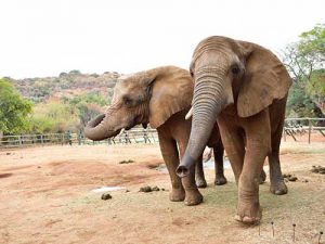 Elephant-and-Monkey-Sanctuary,-Hartbeespoort,-North-West,-South-Africa-_-by-South-African