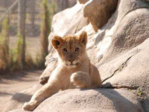 Lion-Park,-Gauteng-_-by-George-M.-Groutas